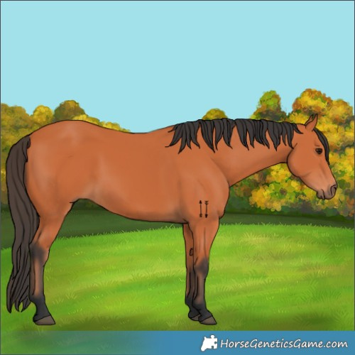 Horse Color:Bay 
