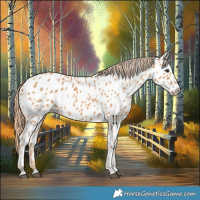 Horse Color:Chestnut Appaloosa