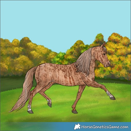 Horse Color:Chestnut  and Gold Champagne 