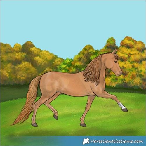 Horse Color:Chestnut and Chestnut