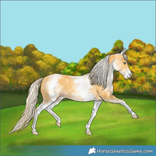Horse Color:White Spotted Gold Cream Champagne 