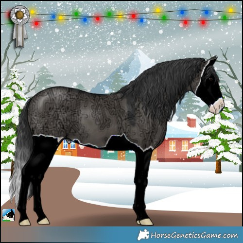 Horse Color:Grullo Ice Splash 