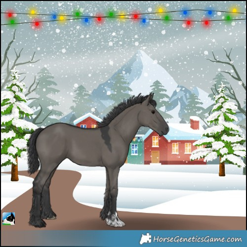 Horse Color:Grullo 