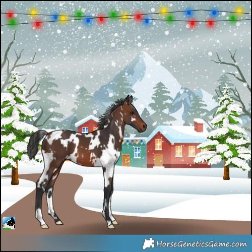 Horse Color:White Spotted Brown 