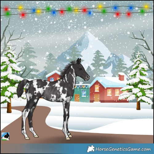 Horse Color:White Spotted Smoky Black Appaloosa Rabicano 