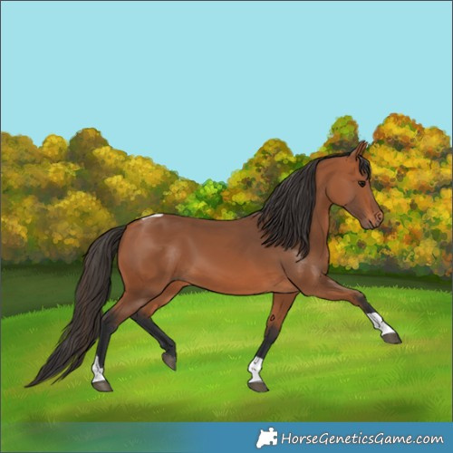 Horse Color:Bay Tobiano Rabicano
