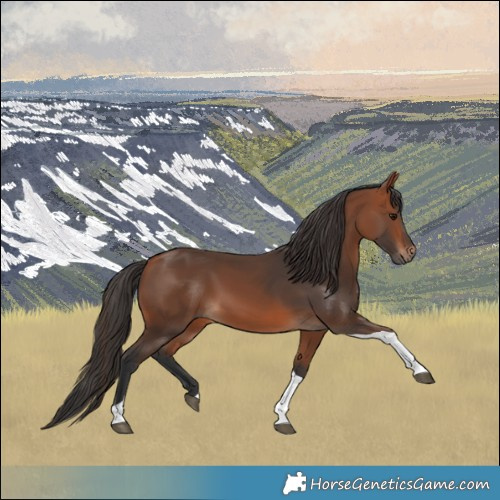 Horse Color:Bay Tobiano Rabicano 
