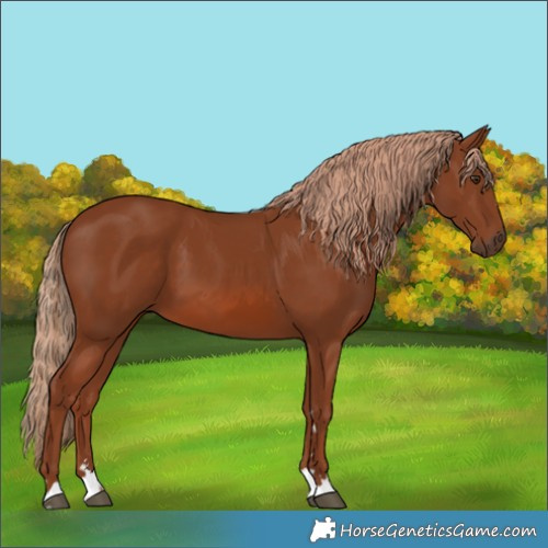 Horse Color:Chestnut 
