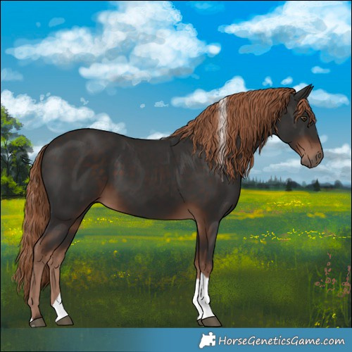 Horse Color:Liver Chestnut Tobiano 