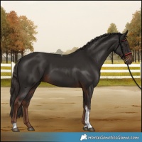 Horse Color:Liver Chestnut Tobiano 