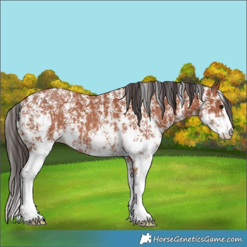 Horse Color:Bay Sabino Rabicano and Bay Sabino Rabicano