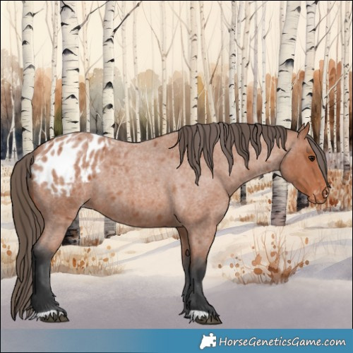 Horse Color:Bay Roan Appaloosa 
