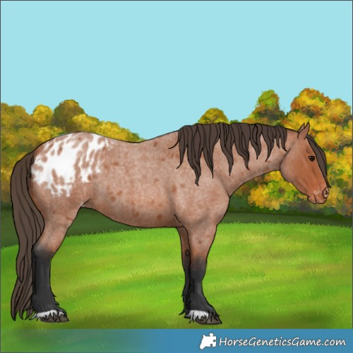 Horse Color:Bay Roan Appaloosa