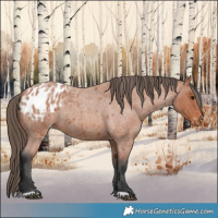 Horse Color:Bay Roan Blanket 