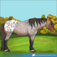 Horse Color:Bay Roan Appaloosa
