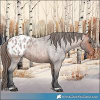Horse Color:Bay Roan Appaloosa 