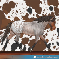 Horse Color:Bay Roan Blanket 
