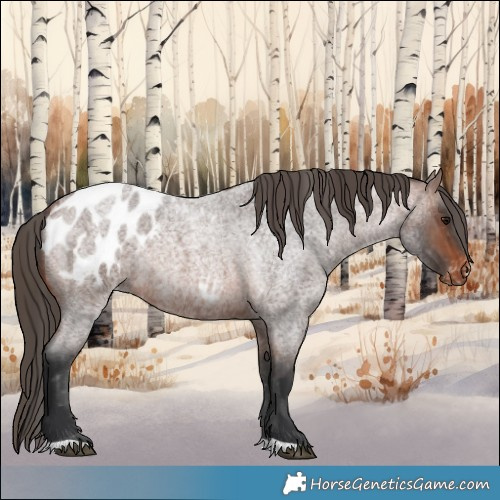 Horse Color:Brown Roan Appaloosa 