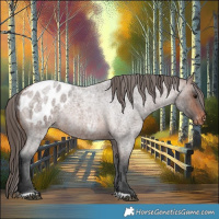 Horse Color:Brown Roan Appaloosa