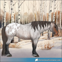 Horse Color:Brown Roan Appaloosa 
