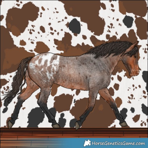 Horse Color:Bay Roan Blanket 