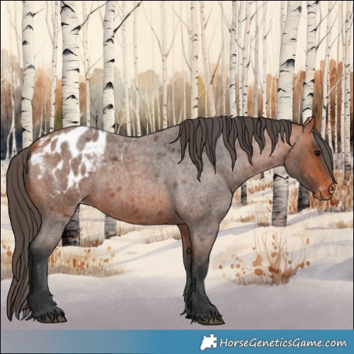 Horse Color:Bay Roan Appaloosa 