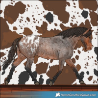 Horse Color:Bay Roan Blanket 