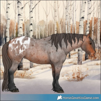 Horse Color:Bay Roan Appaloosa 