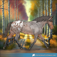 Horse Color:Bay Roan Blanket 