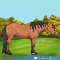 Horse Color:Bay 