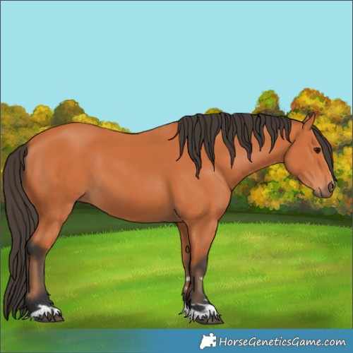 Horse Color:Bay 