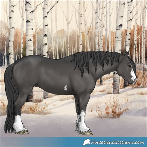 Horse Color:Black 