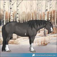Horse Color:Black 
