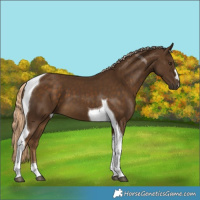 Horse Color:Chocolate Palomino Tobiano 