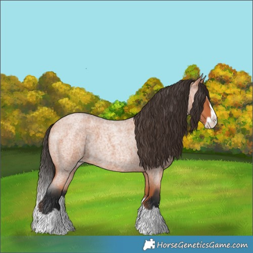 Horse Color:Bay Roan Splash
