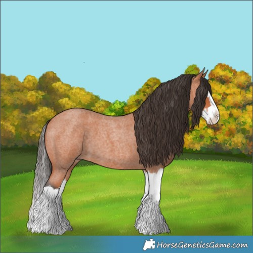 Horse Color:Bay Roan Splash 