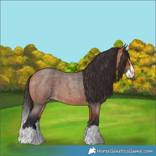 Horse Color:Bay Roan Splash 