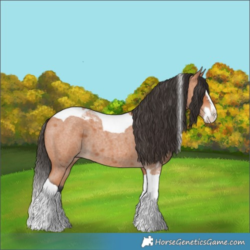 Horse Color:Bay Roan Splash Tobiano