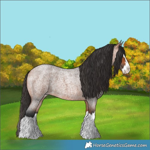 Horse Color:Bay Roan Splash