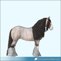 Horse Color:Bay Roan Splash 