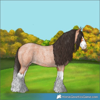 Horse Color:Bay Roan Splash