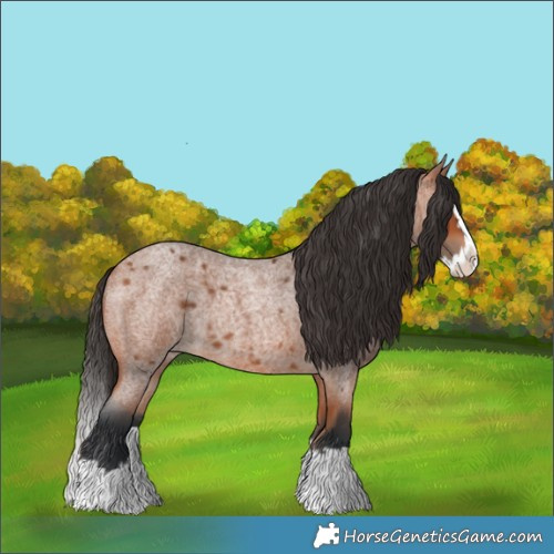 Horse Color:Bay Roan Splash