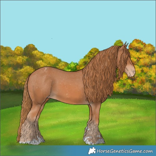 Horse Color:Chestnut Appaloosa 