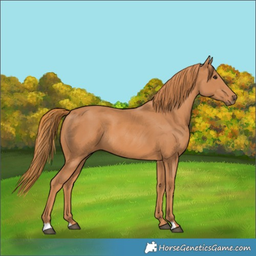 Horse Color:Chestnut 