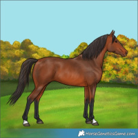 Horse Color:Bay 