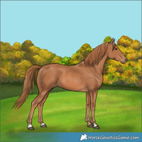 Horse Color:Chestnut 