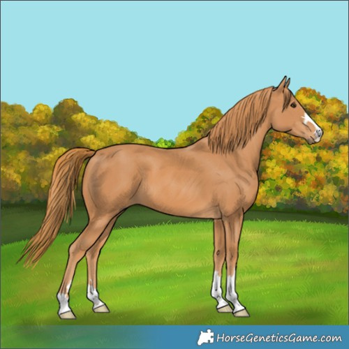 Horse Color:Chestnut 