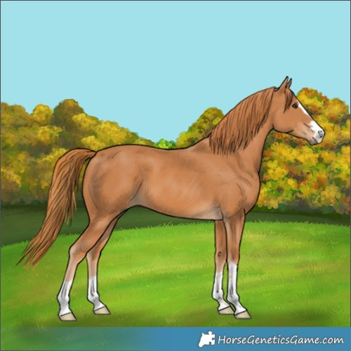 Horse Color:Chestnut 