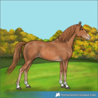 Horse Color:Chestnut 