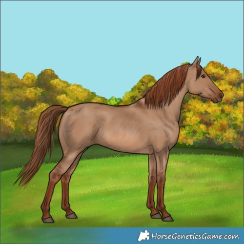 Horse Color:Red Dun 